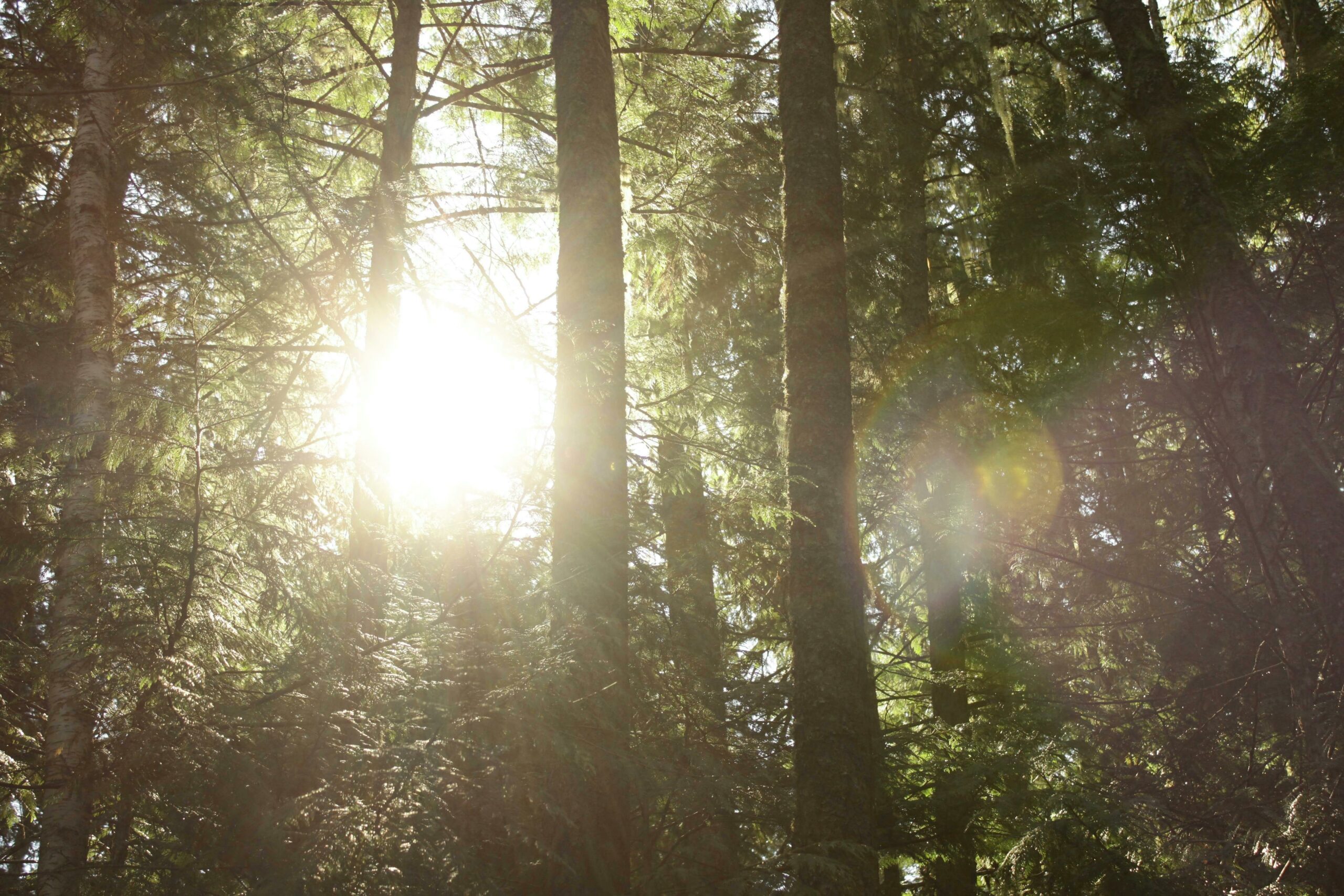 pexels david gomez 329103319 13892674